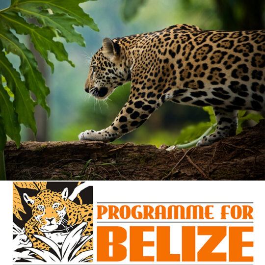 Programme for Belize