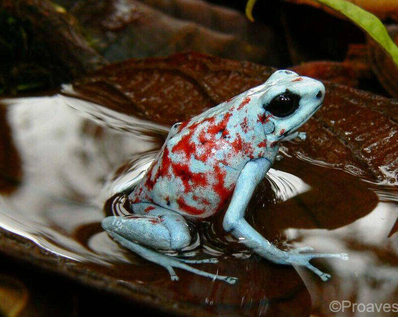 Blue Pangan Poison Arrow Frog