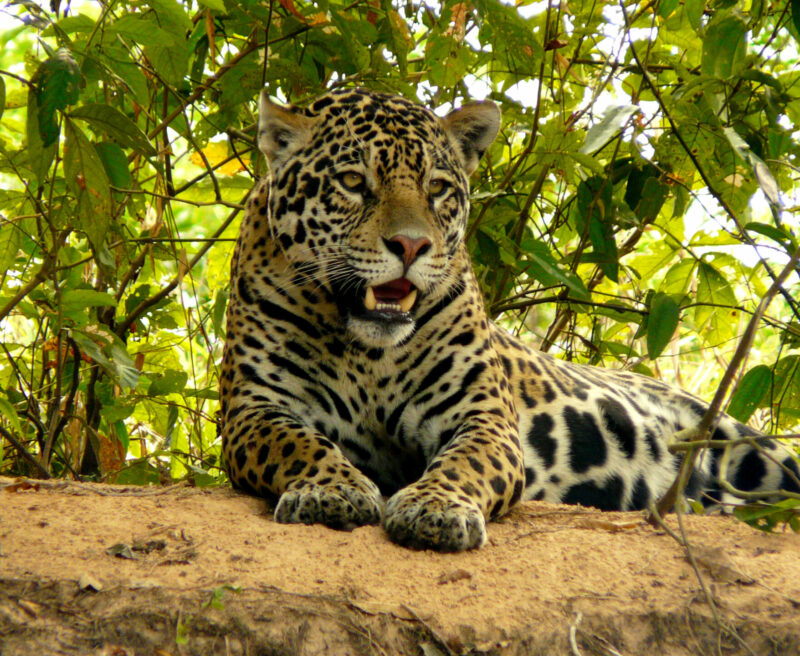 Jaguar ©Jo-Dale