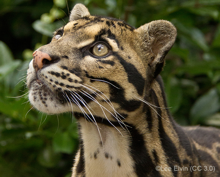 clouded leopard cubs in the wild