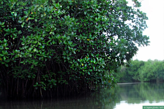 projects_mangrove_2