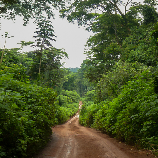 Forest road marking the boundary between Deng Deng NP and Community Forest Reserves, Cameroon.