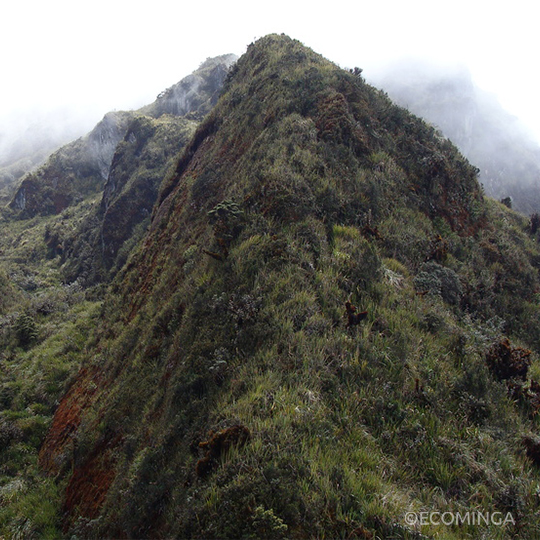 A-view-of-the-paramo-at-Cerro-Candelaria-