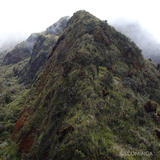 A-view-of-the-paramo-at-Cerro-Candelaria- A-view-of-the-paramo-at-Cerro-Candelaria-