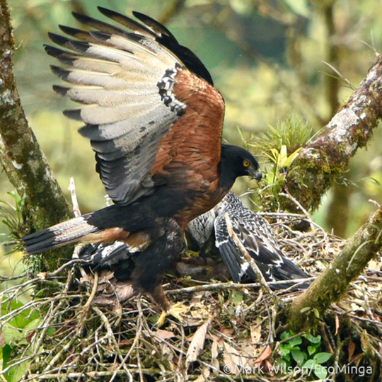 Black and Chestnut Eagle at it's nest