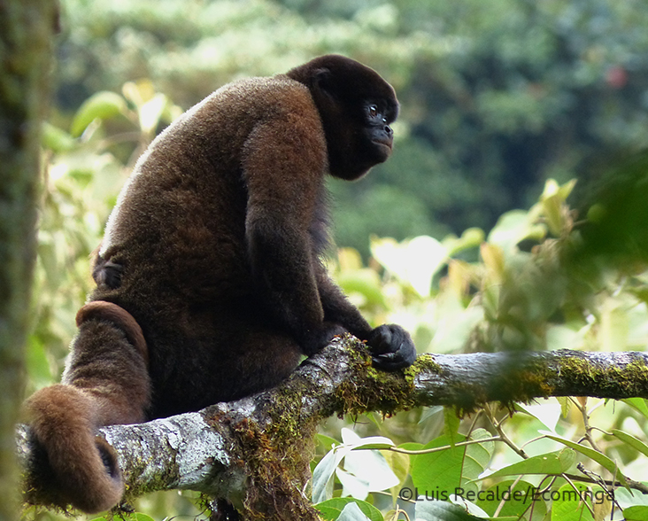Common Woolly Monkey sitting in a tree