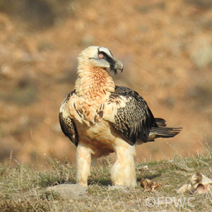 Lammergeier perched on the ground