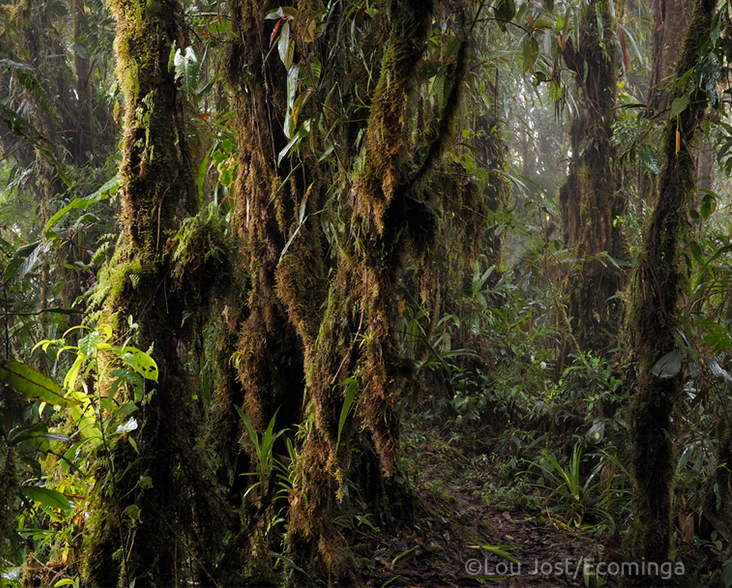 Forest interior at Rio Zunac