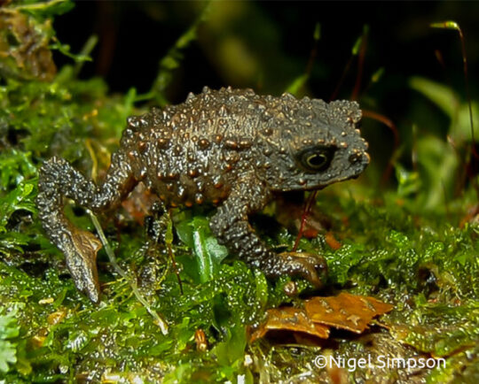 Simpson’s Plump Toad (Osornophryne simpsoni)