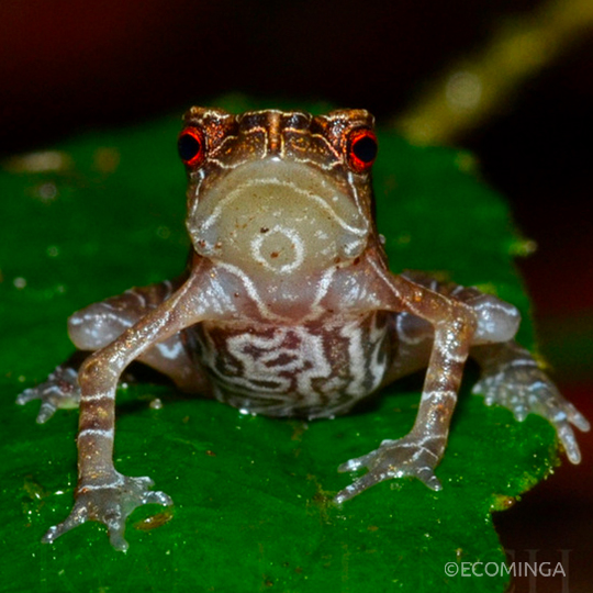 Tandayapa-Andes-Toad-sitting-on-a-leaf-at-Río-Manduriacu-