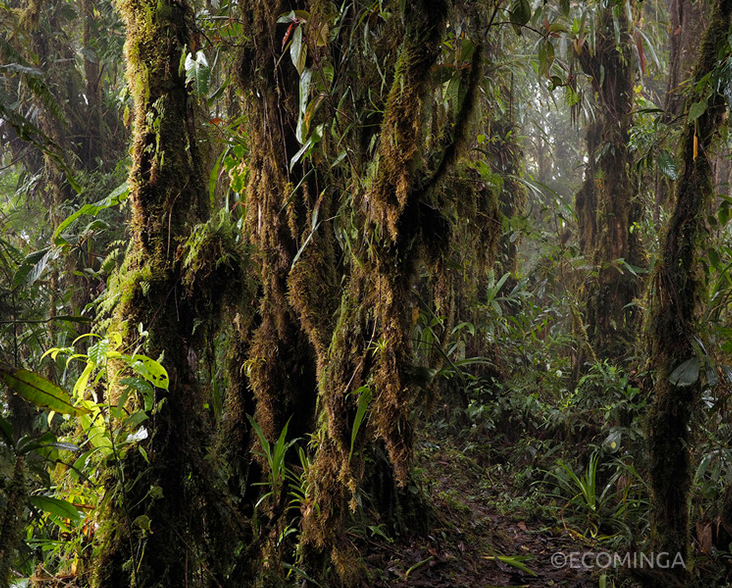 View-of-forest-at-Rio-Zunac