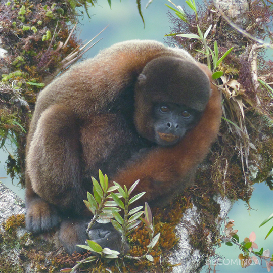 Woolly-Monkey-in-a-tree-at-Rio-Zunac-reserve