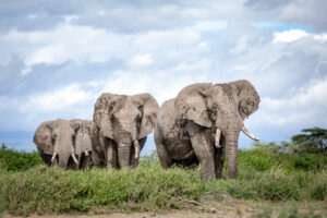 A herd of elephants in Amboseli
