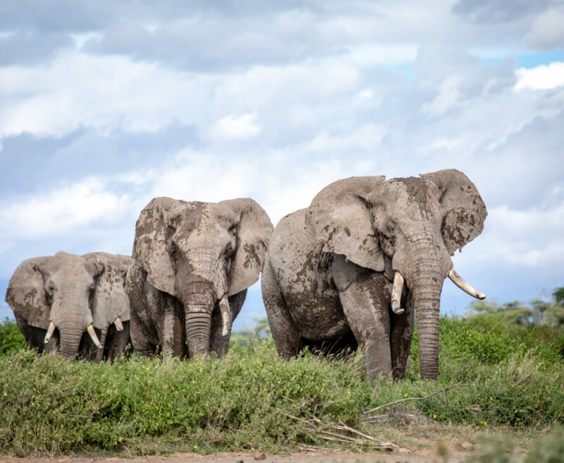 A herd of elephants in Amboseli