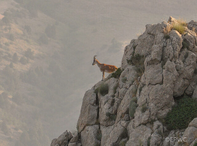 Bezoar Goat standing on top of a mountain