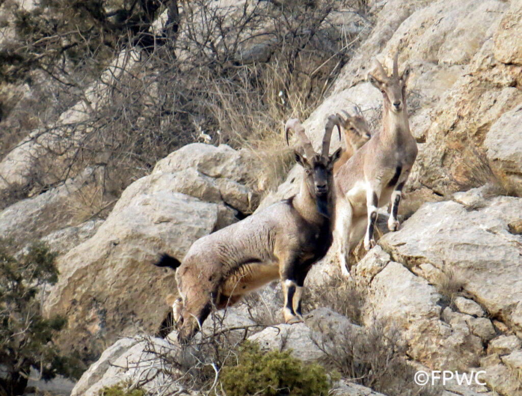 A family of Bezoar Goat on the side of a mountain, looking towards the photographer