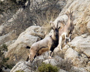 A family of Bezoar Goat on the side of a mountain, looking towards the photographer