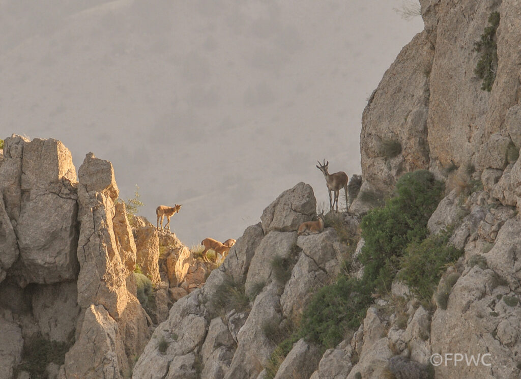 Bezoar Goats standing on a ridge in the distance
