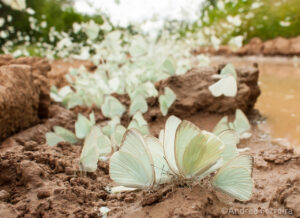 Great Southern White butterflies mud-puddling