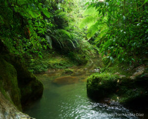 A view of the Cuetzalan Amphibian Sanctuary