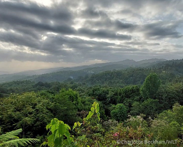 Panoramic view of Cuetzalan Cloud Forest Amphibian Sanctuary