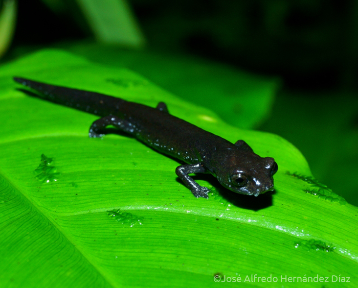 Cuetzalan salamander on a leaf