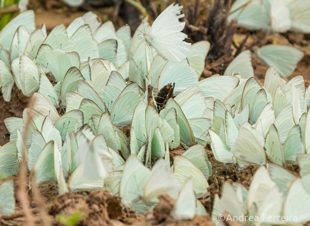 Great Southern White butterflies mud-puddling