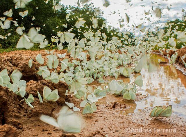 A blizzard of butterflies