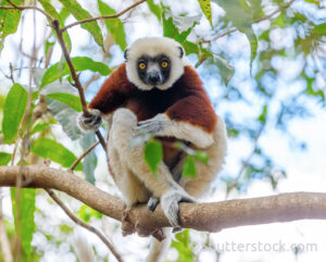 A Coquerel's sifaka sitting on a branch and staring straight at the viewer.