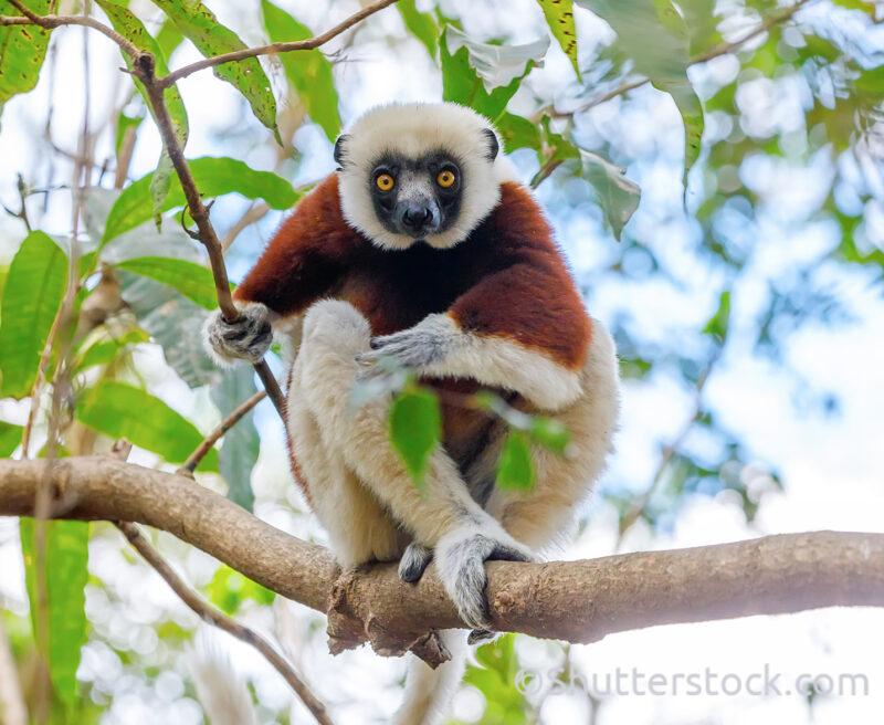 A Coquerel's sifaka sitting on a branch and staring straight at the viewer.