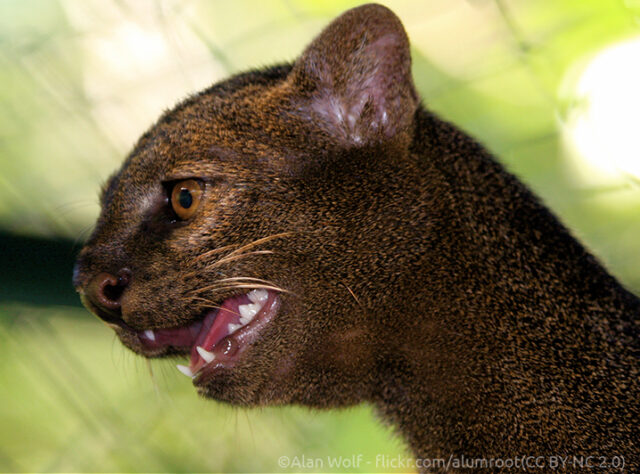 Jaguarundi portrait - ©Alan Wolf - flickr.com/alumroot(CC BY-NC 2.0)