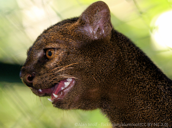 Jaguarundi portrait - ©Alan Wolf - flickr.com/alumroot(CC BY-NC 2.0)