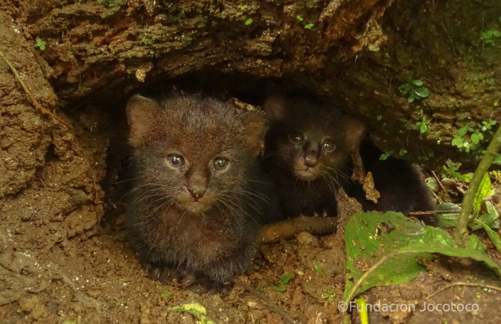 Jaguarundi kittens peeking out from their den