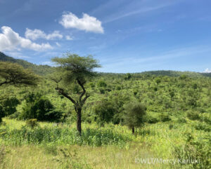 Grassland and thorny deciduous shrub area in Karamoja Conservation Zones