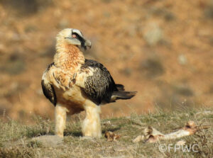 Lammergeier perched on ground next to bones in the Caucasus mountains.