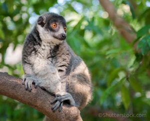 Mongoose Lemur sitting on a tree branch, Madagascar.