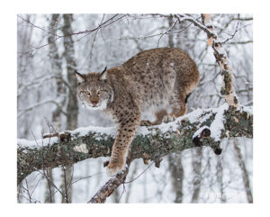 A snowy scene of a Lynx on a branch, looking at viewer