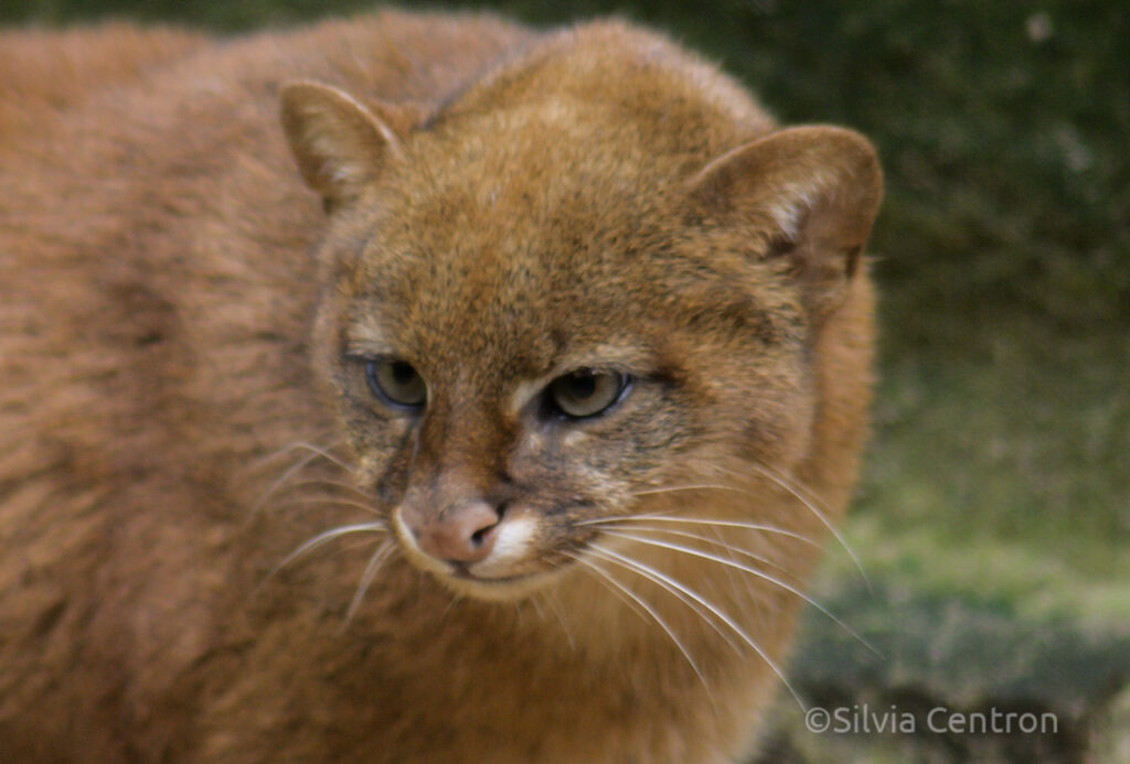 Brown coloured Jaguarundi portrait