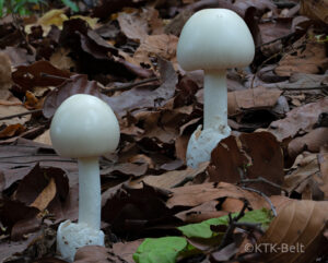 Mushrooms on the forest floor, in the Yangshila region of the eastern Siwalik Foothills of Nepal