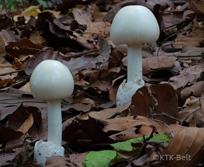 Mushrooms on the forest floor, in the Yangshila region of the eastern Siwalik Foothills of Nepal
