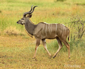 A male Greater Kudu in grassland, a species found int he Karamoja Conservation Zones.