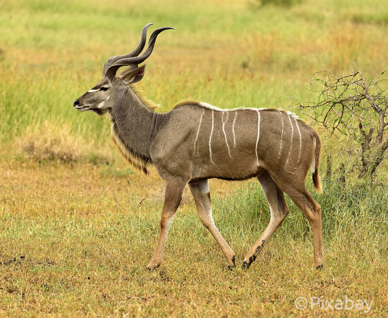 A male Greater Kudu in grassland, a species found int he Karamoja Conservation Zones.