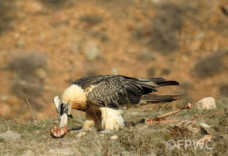 A lammergeier on the ground, eating bones.