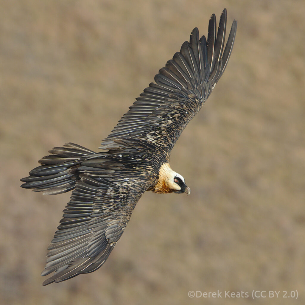 lammergeier in flight