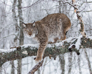 A snowy scene of a Lynx on a branch, looking at viewer