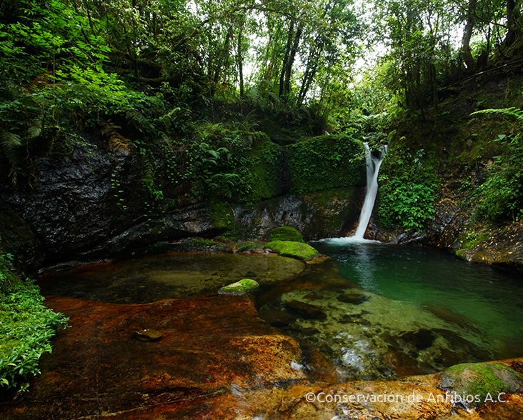 view of amphibian reserve with waterfall