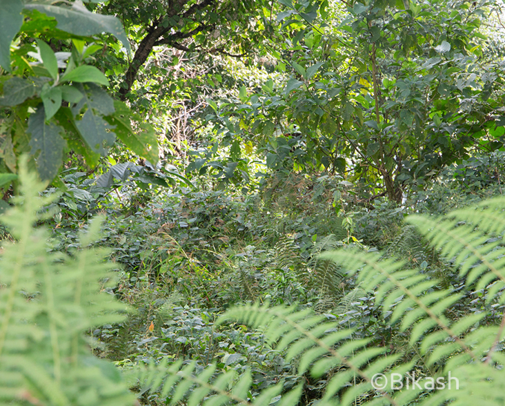 A view of Chinese Pangolin habitat in Nepal