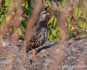 A Swierstra's Francolin perched on a rock