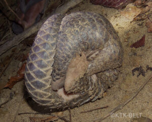A Chinese pangolin rolled up into a defensive posture on the ground.