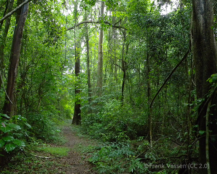 A view of a trail through deciduous forest in Ankarafantsika National Park